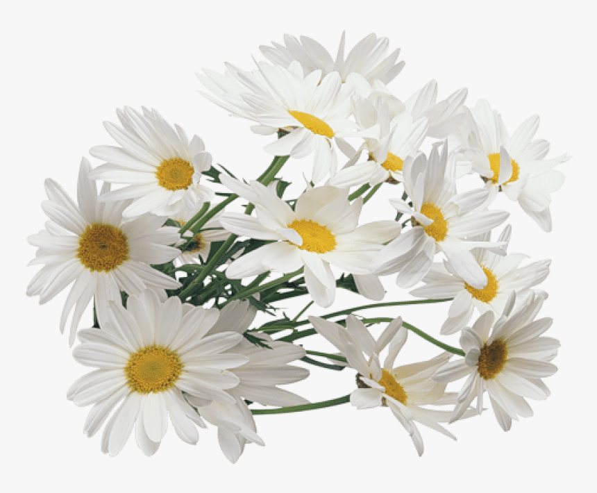Chamomile Png Transparent Images - Chamomile Transparent, Png Download