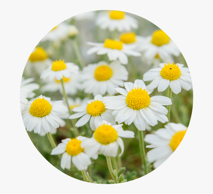 Roman Chamomile Flower, HD Png Download