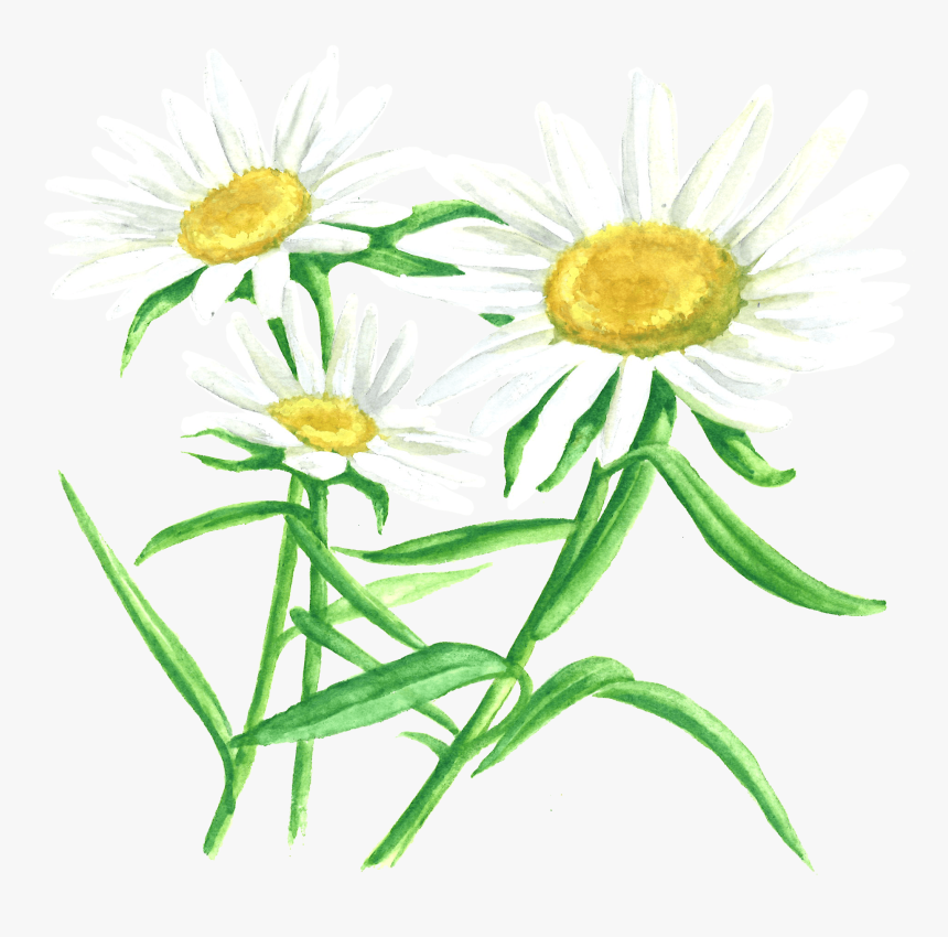 Transparent Chamomile Png - Oxeye Daisy, Png Download
