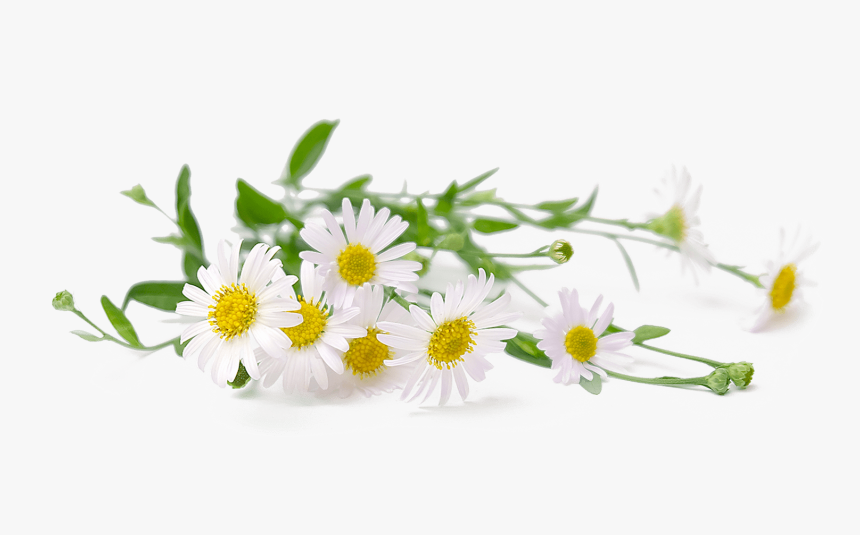 Chamomile, HD Png Download