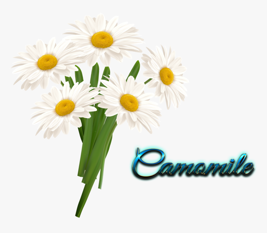 Camomile Transparent - Flower In Vase Clipart, HD Png Download