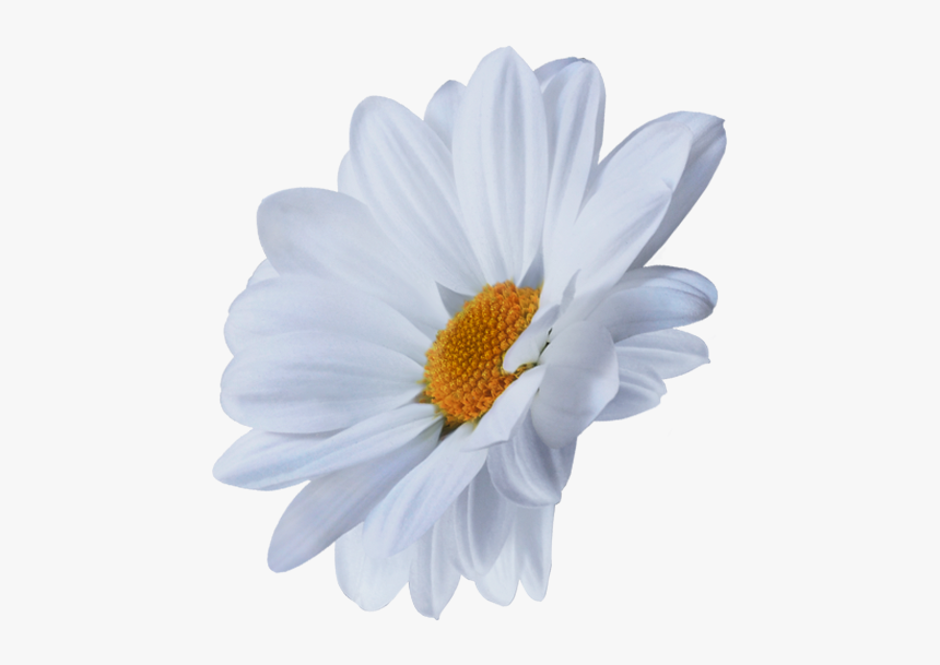 Oxeye Daisy, HD Png Download