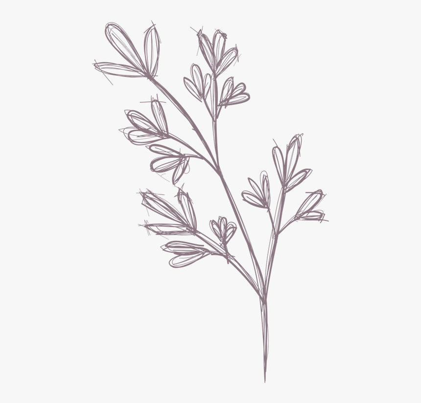 Transparent Felicia Png - Chamomile, Png Download