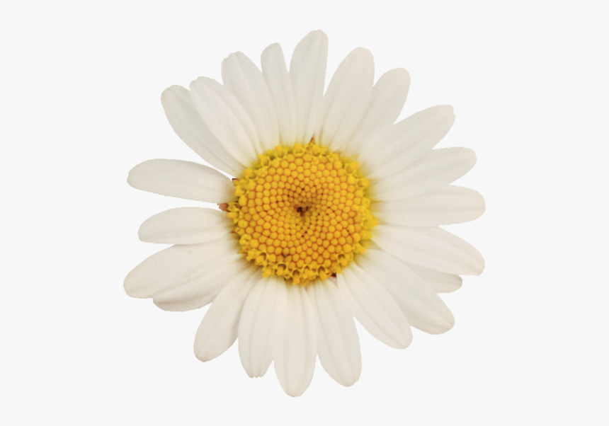 German Chamomile Oxeye Daisy Flower - Oxeye Daisy, HD Png Download