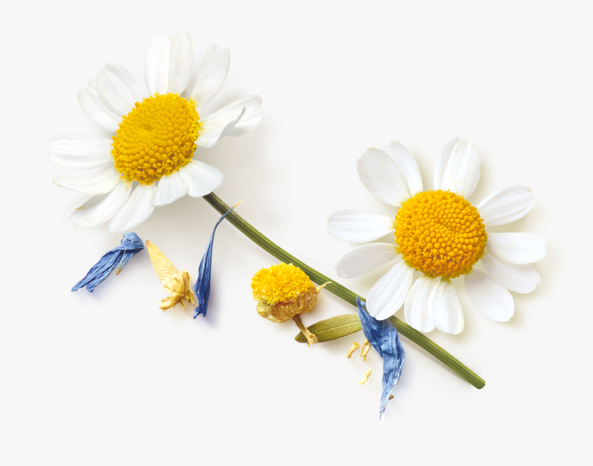 Oxeye Daisy, HD Png Download
