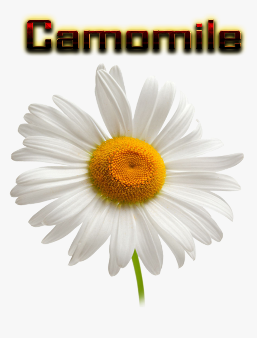 Camomile Png Hd - Chamomile Transparent Background, Png Download