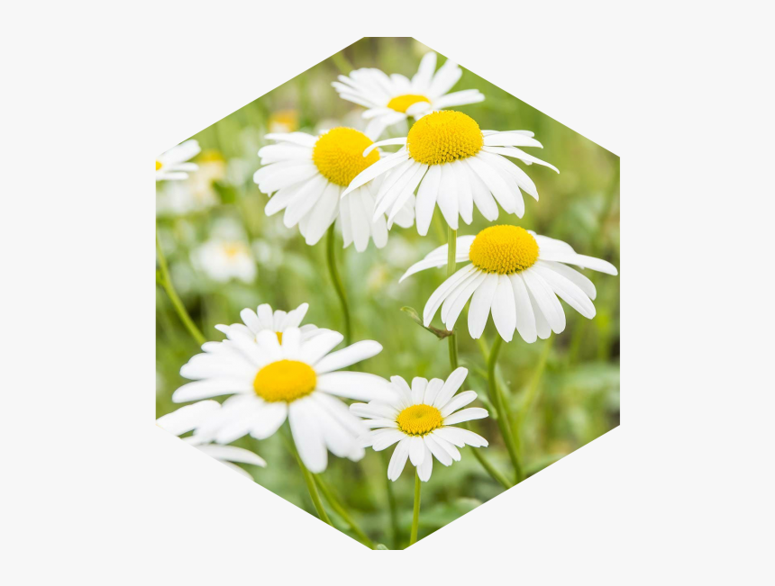 Chamomile Extract, HD Png Download