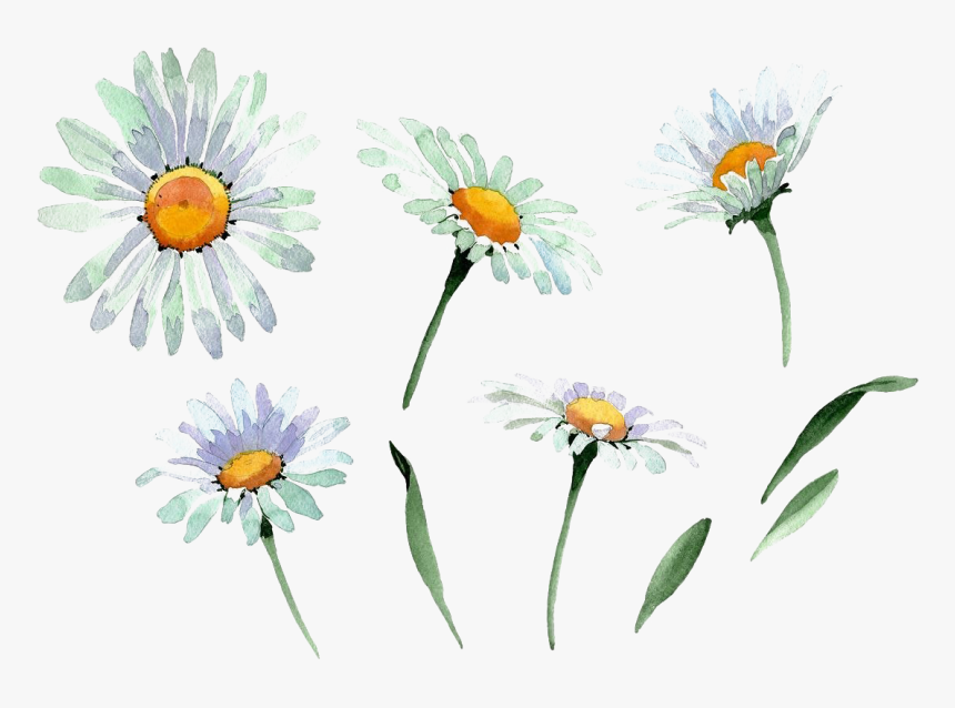 Chamomile Transparent Background - Watercolor Chamomile Png, Png Download