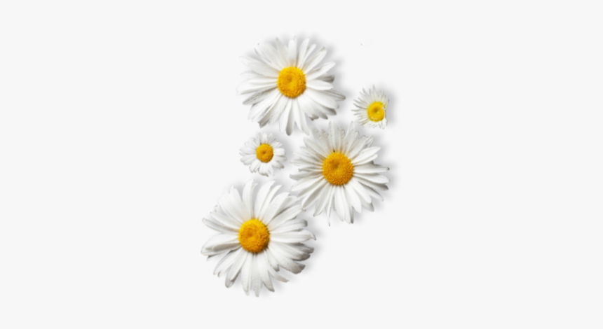 Dummy - Camomile, HD Png Download
