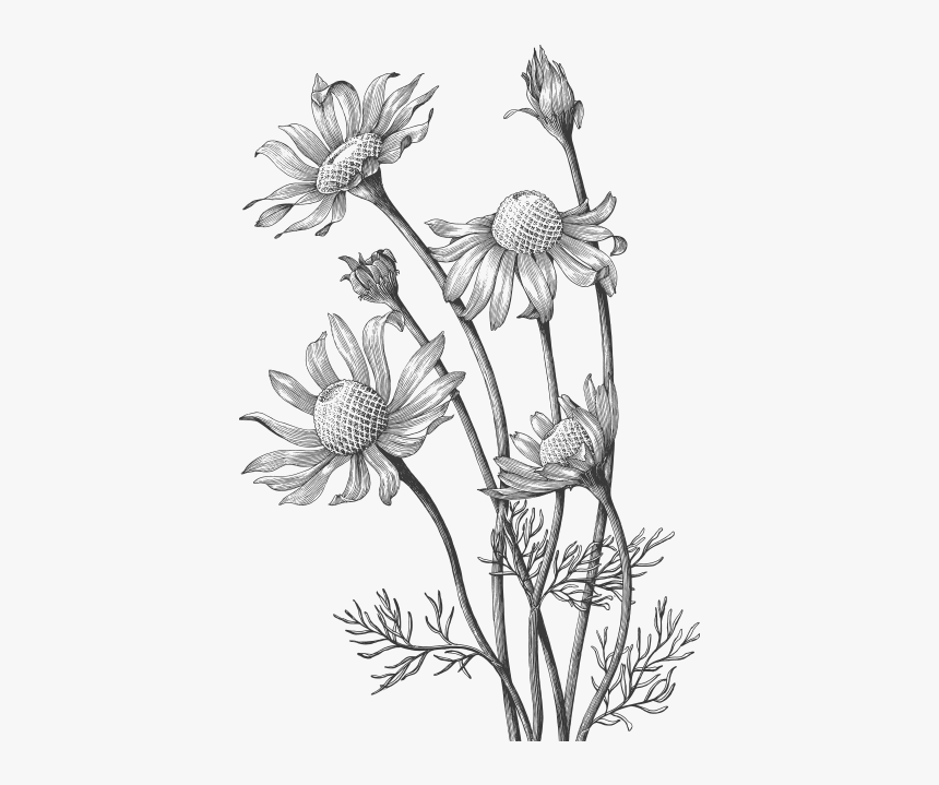 Roman Chamomile Essential Oils And Products - Wild Flower Hand Draw, HD Png Download