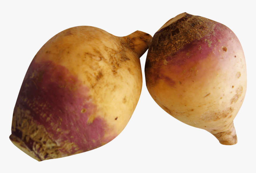 Rutabaga Turnip - Rutabaga Png, Transparent Png