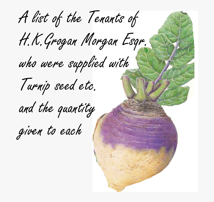 Chard, HD Png Download