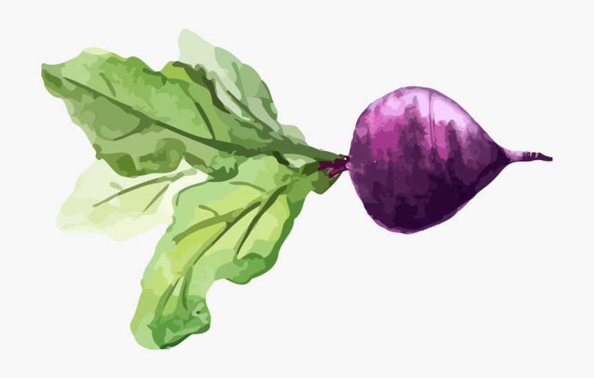 Chard Turnip Watercolor Painting Vegetable Food - Transparent Food Watercolor Png, Png Download