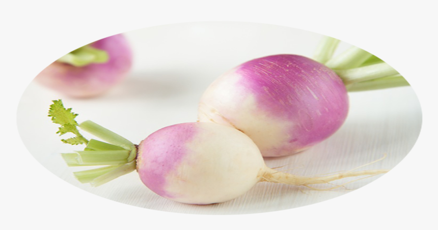 Turnip, HD Png Download