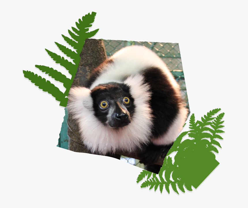 Cute Monkey Parakeet And Rabbit Marmots Include Bait - Sifaka, HD Png Download