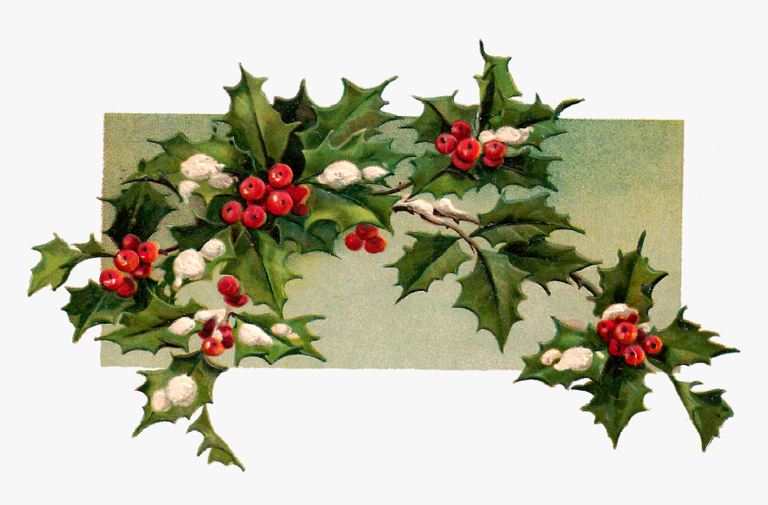 Digital Christmas Holly Download - Vintage Christmas Holly Holly Branch, HD Png Download