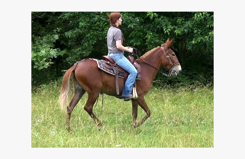 Stallion, HD Png Download
