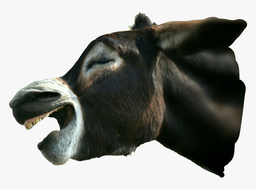 #freetoedit #donkey #mule #farm @april-b @marcelabarabasova - Burro, HD Png Download