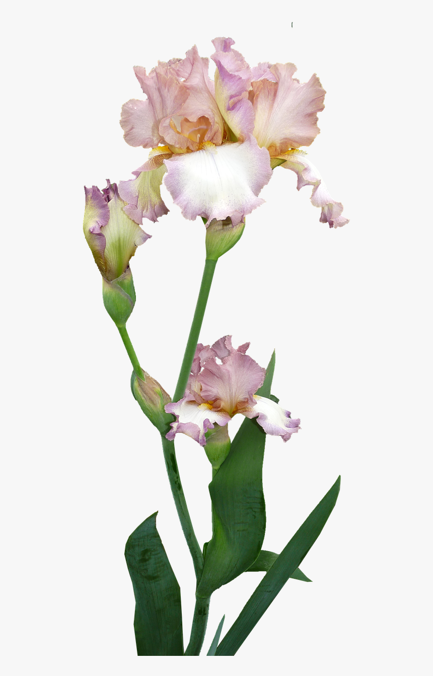 Transparent Iris Flower Png - Iris Bouquet Transparent Background, Png Download