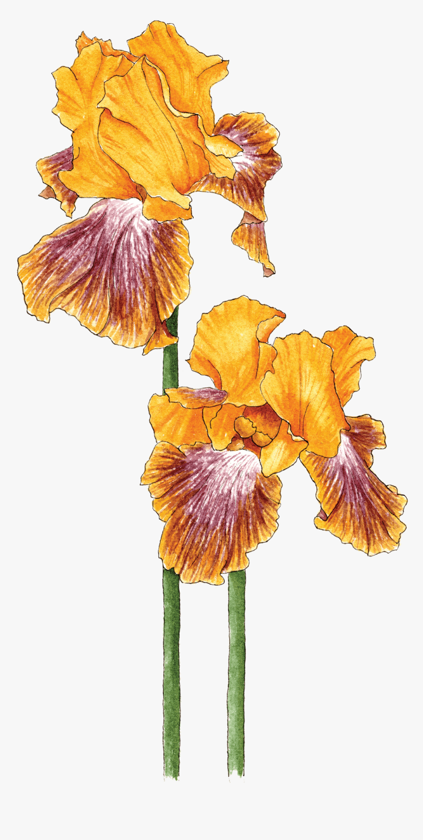 Bearded Iris - Iris, HD Png Download