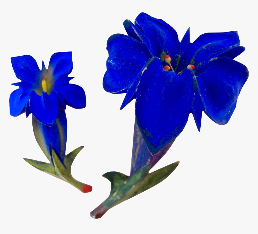 Stemless Gentian, HD Png Download