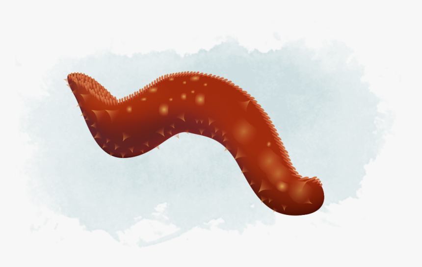 Insect, HD Png Download