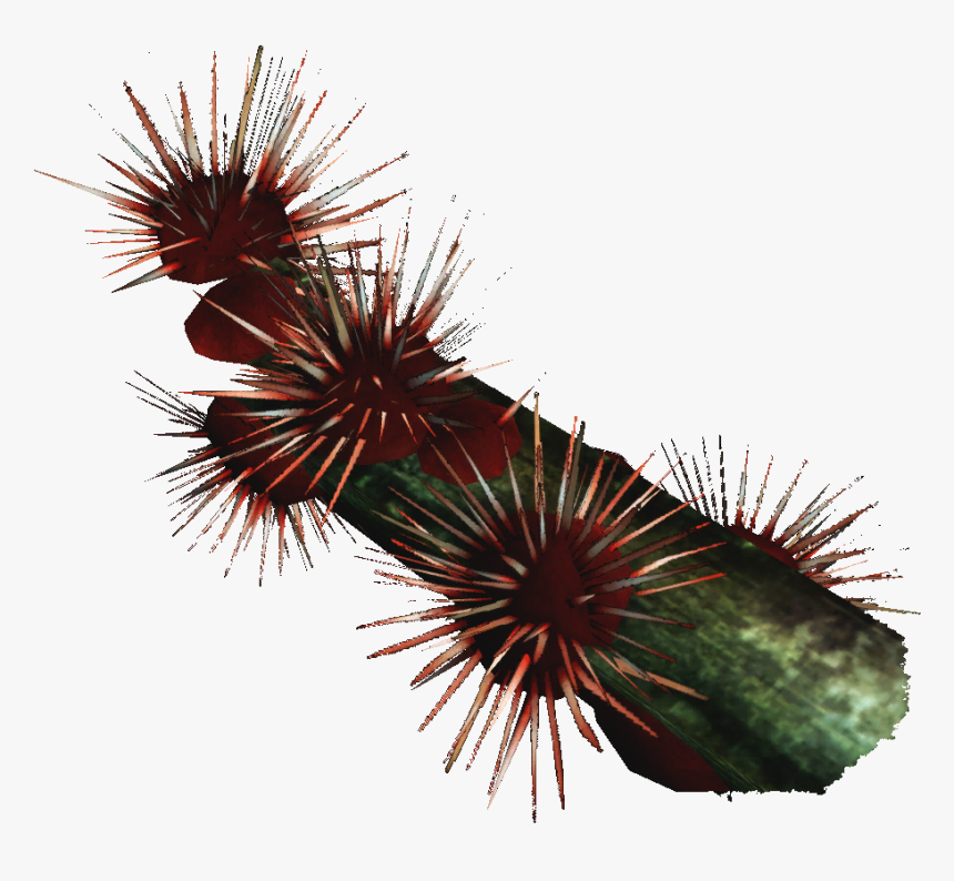 Transparent Sea Urchin Png - Hedgehog Cactus, Png Download