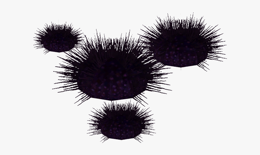 Sea Urchin, HD Png Download