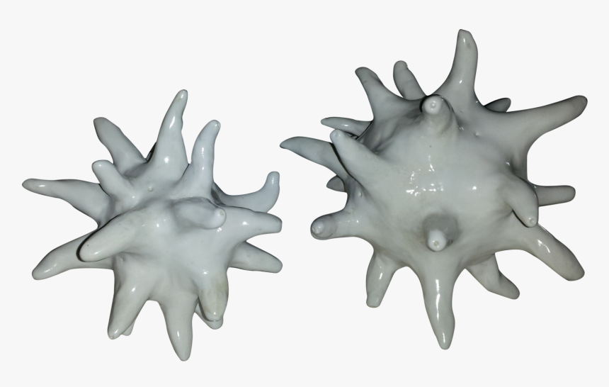 Transparent Sea Urchin Png - Starfish, Png Download