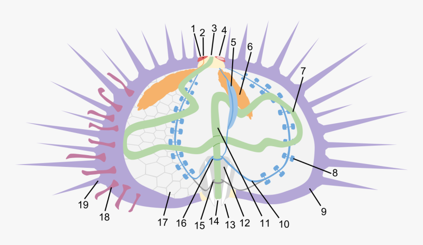 Anatomy, HD Png Download