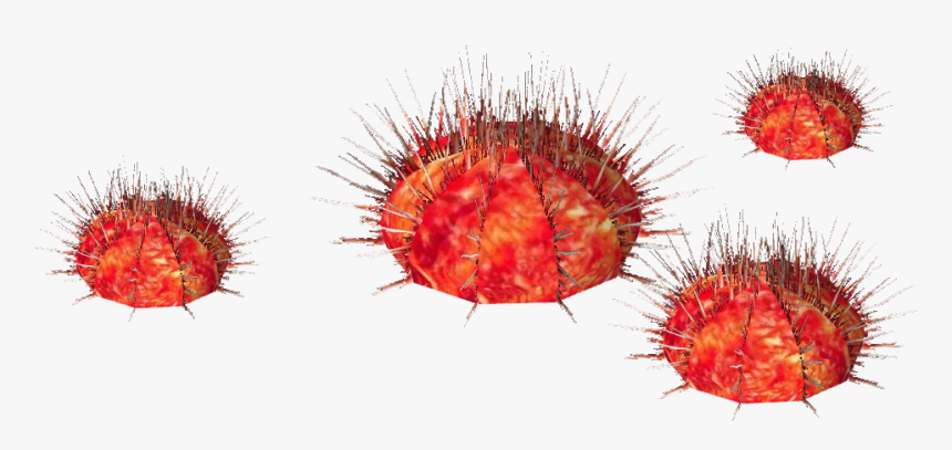 Sea Urchin Whalebite - Transparent Urchin, HD Png Download