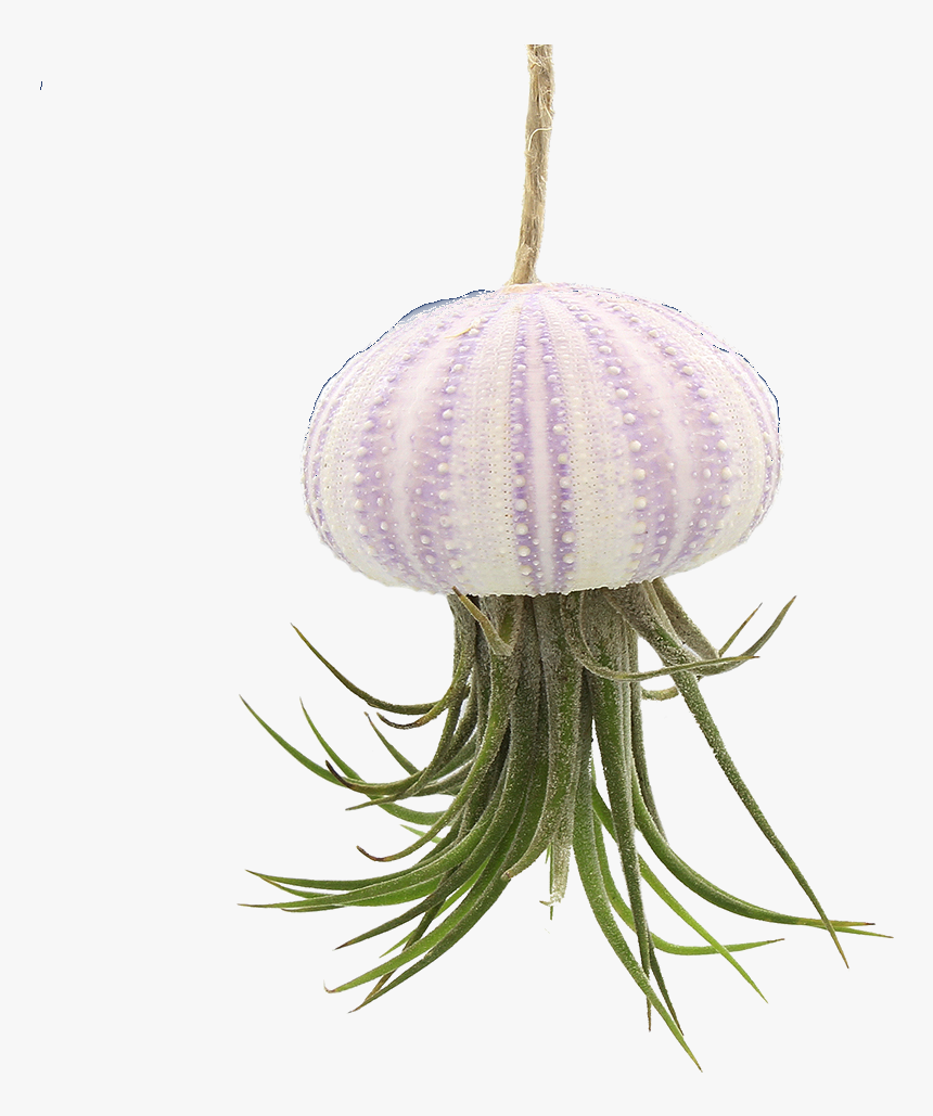 Transparent Sea Urchin Png - Hanging Sea Urchin Air Plant, Png Download