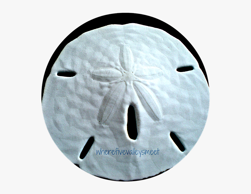 Sand Dollar, HD Png Download