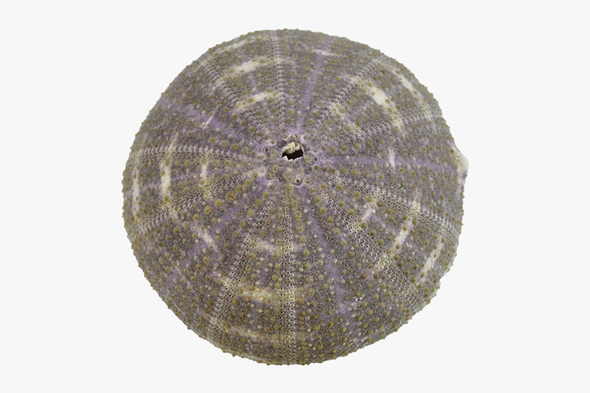 Sea Urchin Png, Transparent Png