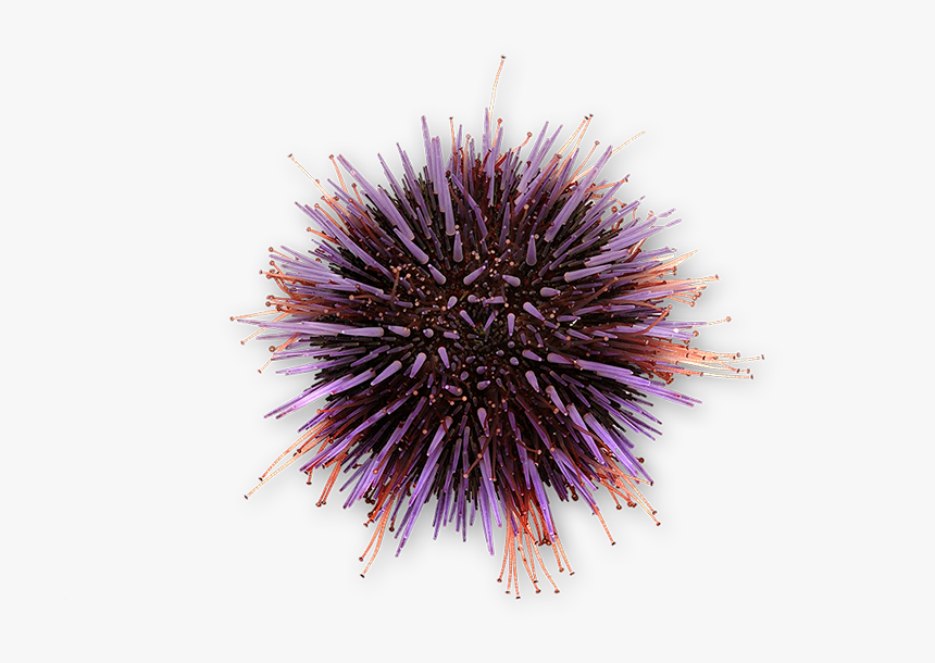 Sea Urchin, HD Png Download