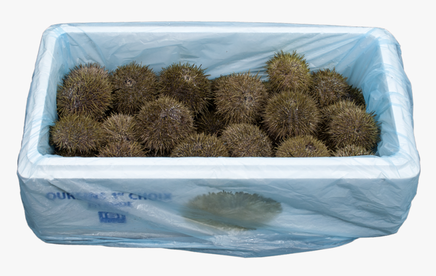 Icelandic Sea Urchin, HD Png Download