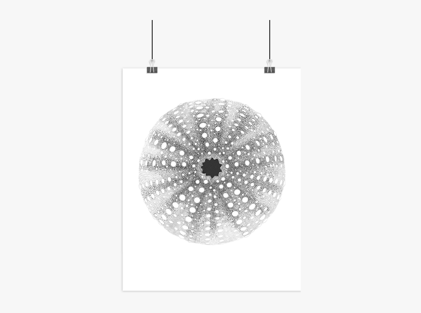 Plakat Søpindsvin, HD Png Download