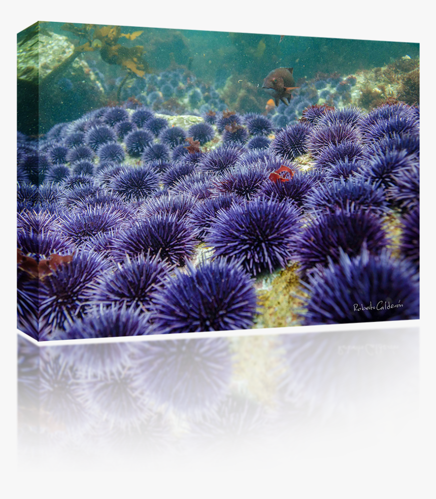 Sea Urchin, HD Png Download