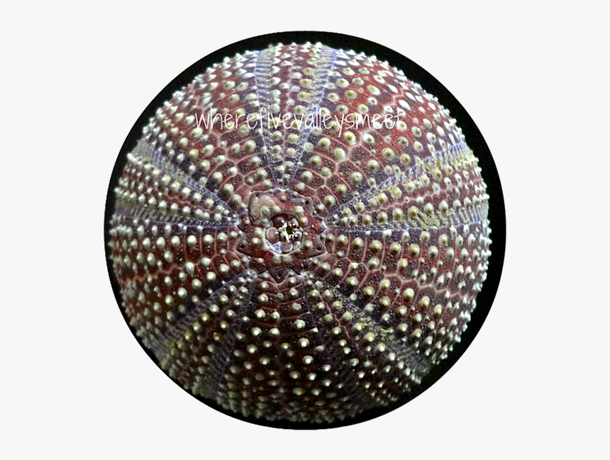 Circle, HD Png Download