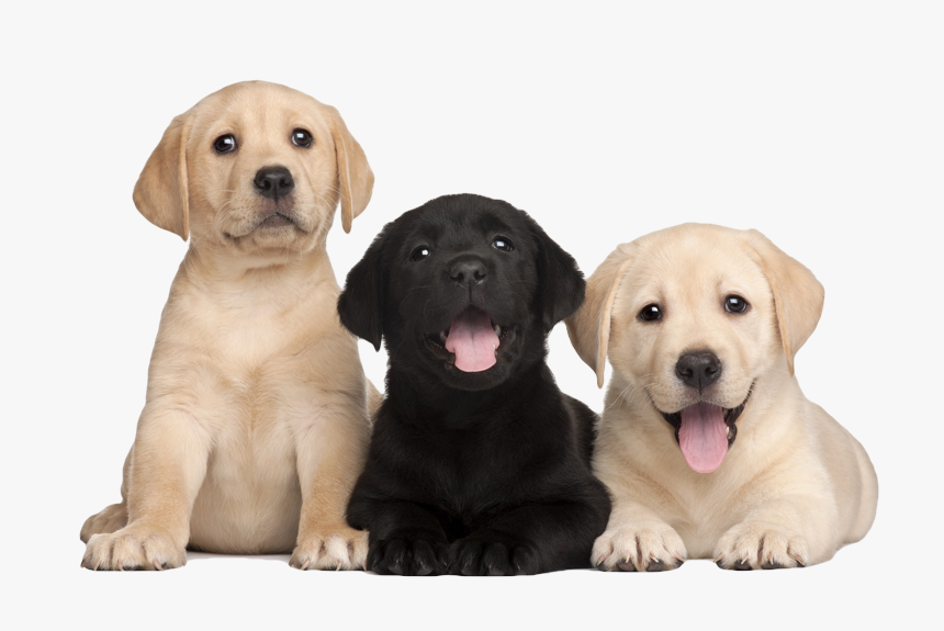 Labrador Retriever Png - Labrador Puppies Png, Transparent Png