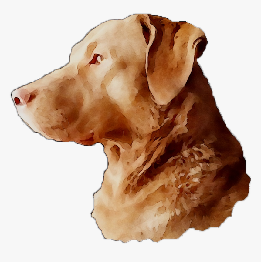 Labrador Breed Dog Gun Snout Retriever Clipart - Companion Dog, HD Png Download