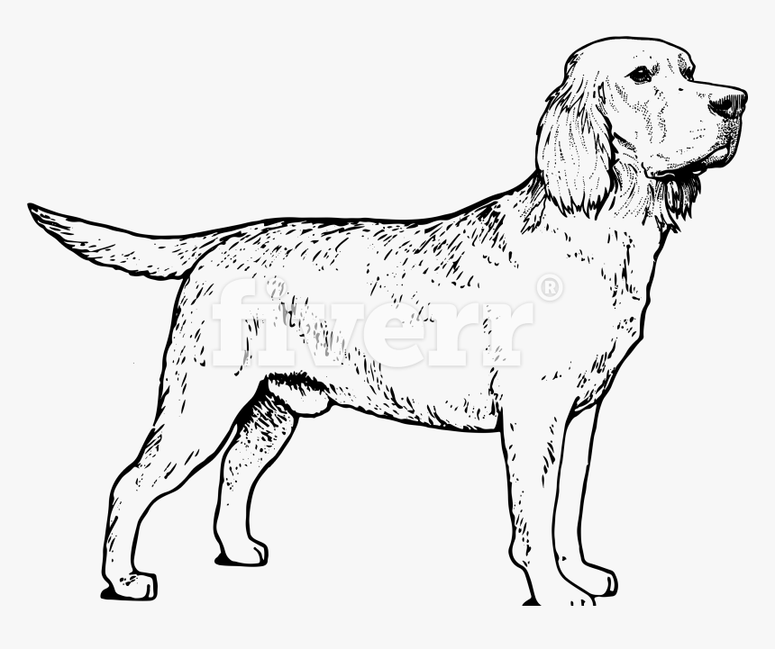 Lab - Labrador Retriever, HD Png Download