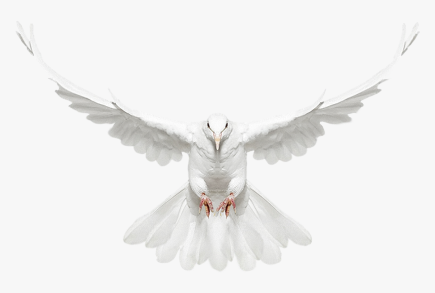 White Doves Png, Transparent Png