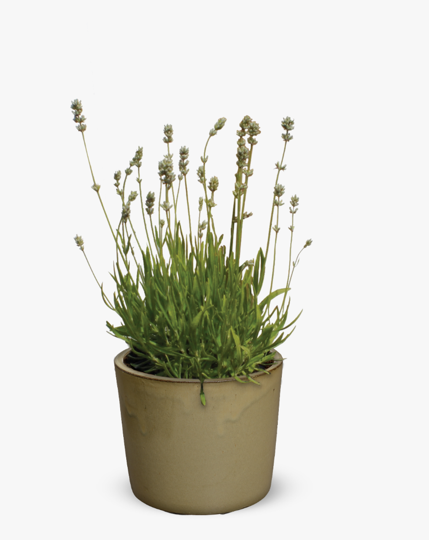 Flowerpot, HD Png Download