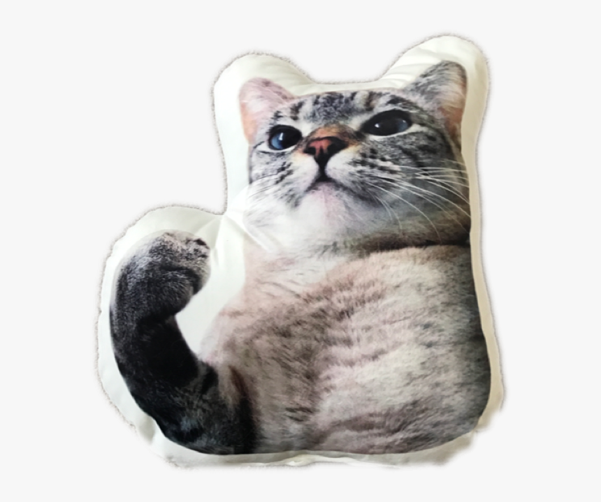 Domestic Short-haired Cat, HD Png Download