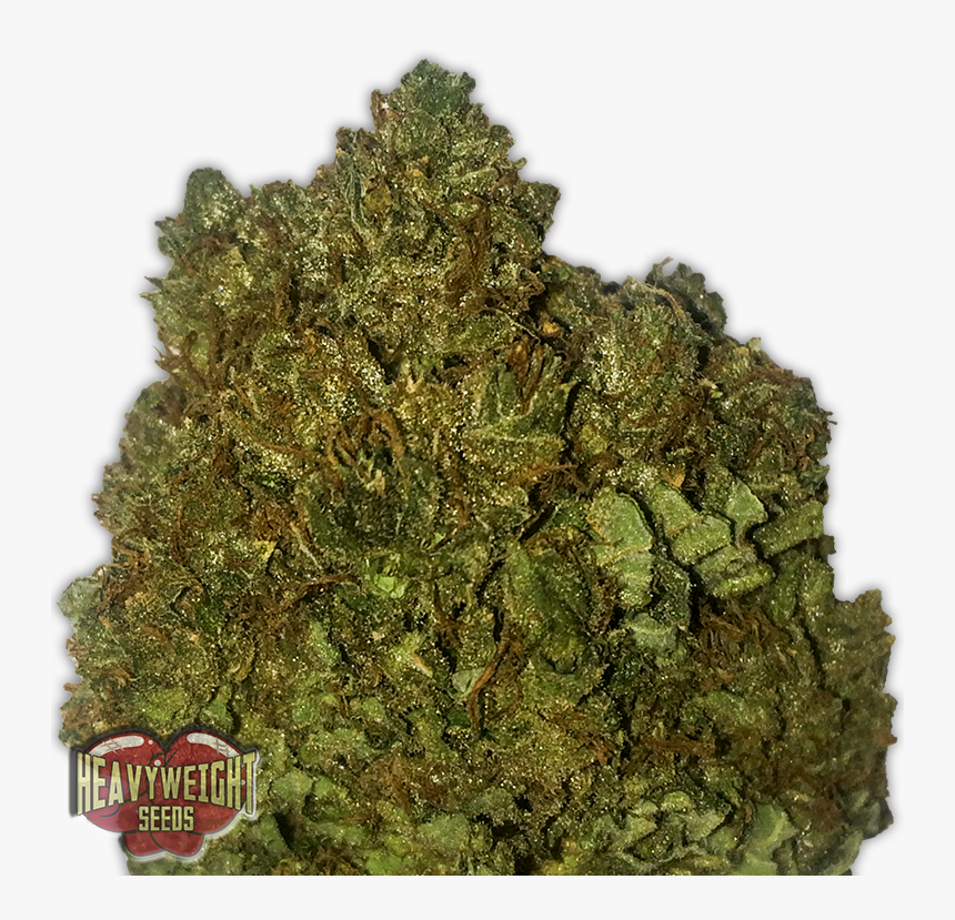 Money Bush, HD Png Download