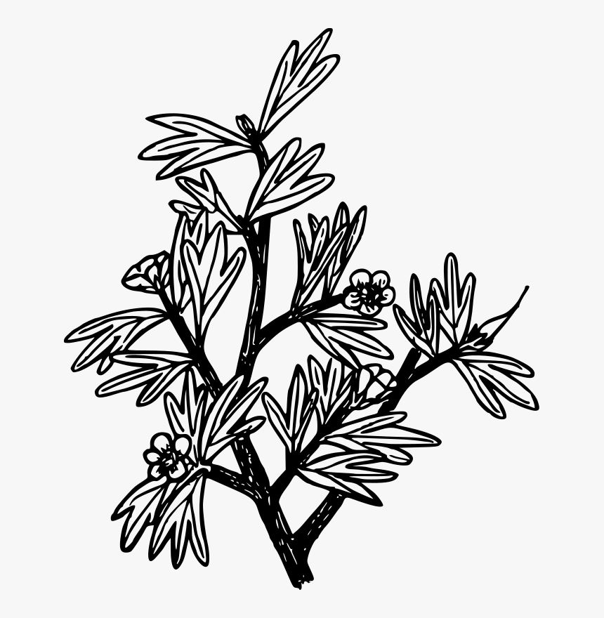 Line Art,plant,flora - Coloring Page, HD Png Download