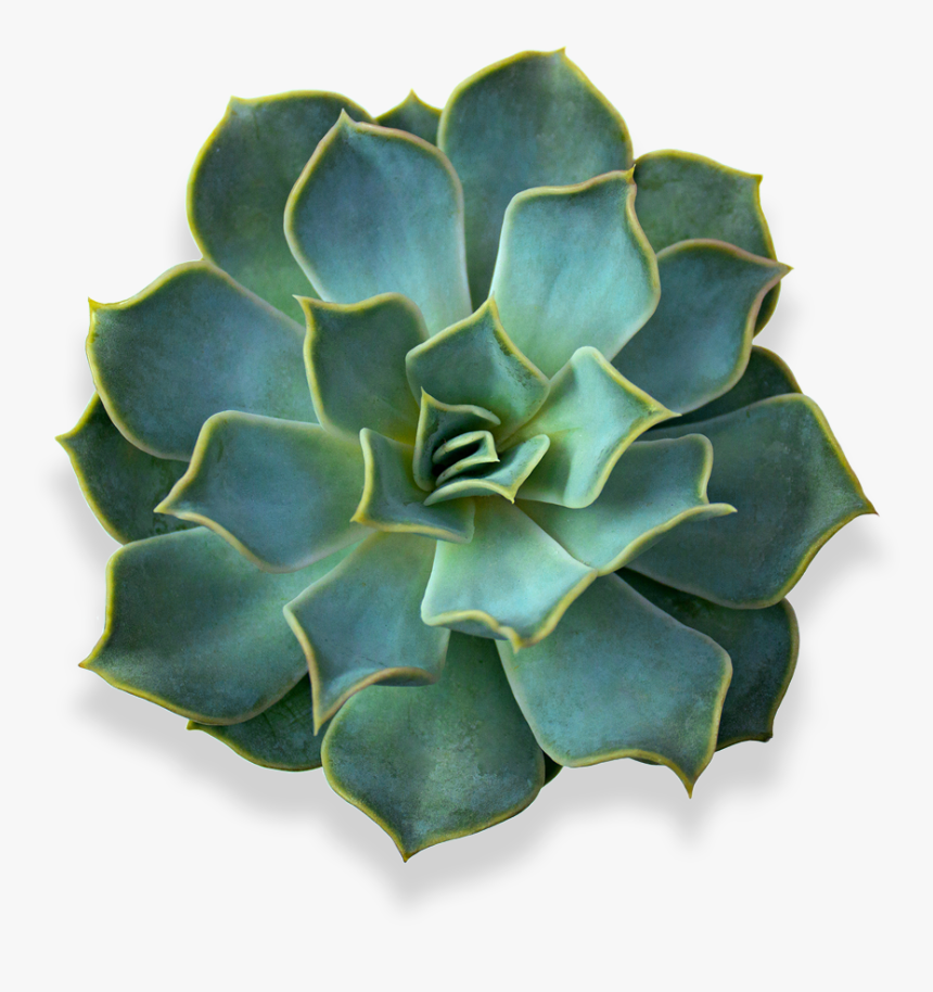 Bush Plant Png, Transparent Png