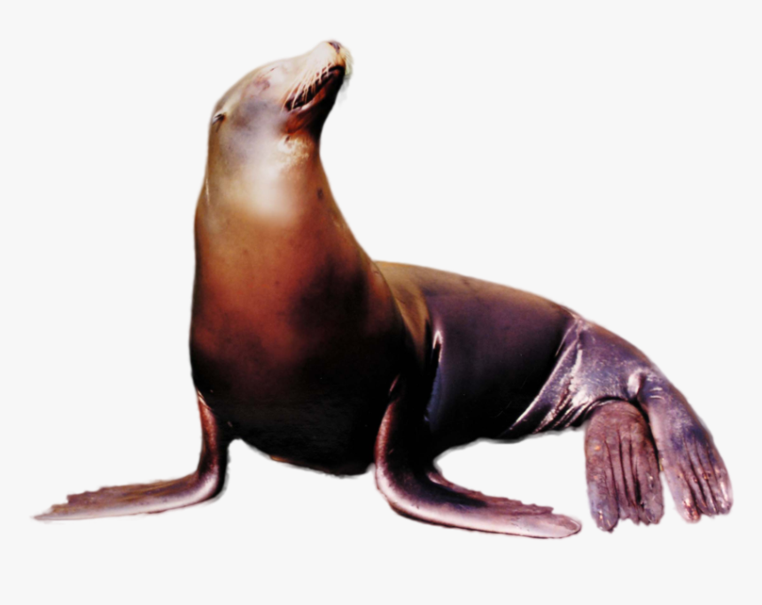 Hungry Shark Fanon Wiki - Sea Lion Transparent Png, Png Download