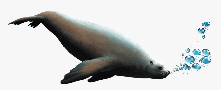 Transparent Seal Animal Png - Dugong, Png Download